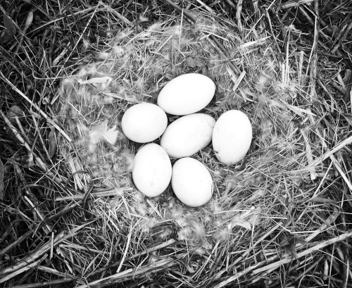 eggs in grass